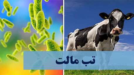  افزایش ۵۰ درصدی موارد ابتلا به تب مالت در سال ۱۴۰۴ در حوزه تحت پوشش دانشگاه علوم پزشکی سمنان